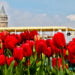 İstanbul için lale zamanı