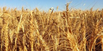 Polonya ve Macaristan’dan sonra Slovakya da Ukrayna’dan tahıl almayacak