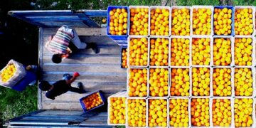 Turunçgil ihracatı zirvede