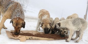 4 bin 209 sokak hayvanı sıcak yuvaya kavuştu