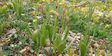 Anamur’da yeni bir aksi lale tipi keşfedildi