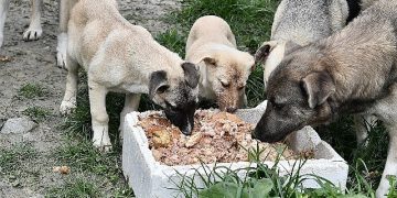 Beylikdüzü belediyesi 2023’te patili dostların yanındaydı