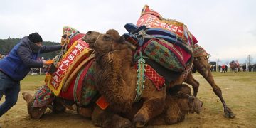 Bölgenin en büyük deve güreşi şenliği 4 Şubat’ta Torbalı’da