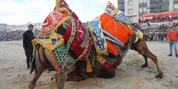 Burhaniye’de zeytin hasat Şenliği ve deve güreşleri başlıyor