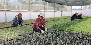 Büyükşehir Belediyesi’nden tarıma büyük dayanak