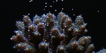 Canon araştırmacılar işbirliği yaparak dünyanın her yerindeki Mercan resiflerinin korunmasına dayanak oluyor