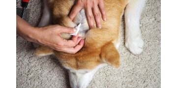 Evcil dostların deri ve tüy sıhhatini varlıklı birleşenli desteklerle güçlendirmek mümkün