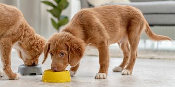 Glukozamin Evcil Dostların eklem sıhhatine mucizevi yararlar sağlıyor