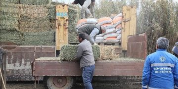 Hasret Çerçioğlu’ndan güç durumdaki üreticiye yem ve yonca takviyesi