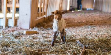 Kaçeli koyunlarının yeni meskeni Olivelo Yaşayan Parkı