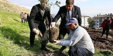 Karşıyaka’da ağaç varlığı süratle artmaya devam ediyor
