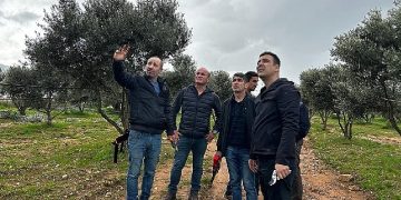 Milas’ta zeytine sahip çıkılıyor