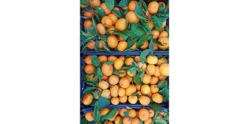 Seferihisar Belediyesi’nden depremzedelere 15 ton mandalina