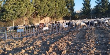 Tarım topraklarına ziyan veren koyunlara zabıta müdahale etti