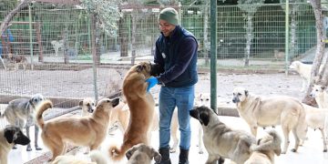 Burhaniye Belediyesi Can dostlarına Gözü üzere bakıyor