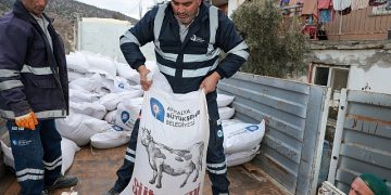 Büyükşehir’in yem takviyesi yüzleri güldürüyor