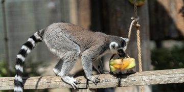 Doğal Hayat Parkı’na pazartesi molası