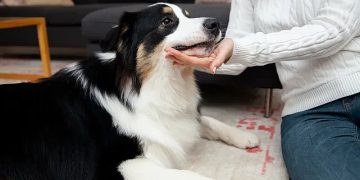 Evcil Dostları Gerilimden Koruyacak 6 İpucu