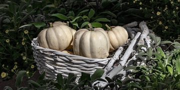 Hatay Beyaz Balkabağı, Metro Türkiye dayanağıyla Coğrafik İşaret Tesciline Kavuştu