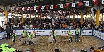 İnegöl Küçükbaş Hayvancılık Şenliğinin Tarihleri Aşikâr Oldu