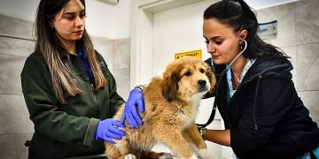 İzmir Büyükşehir Belediyesi Seyrek Sahipsiz Hayvan Hastanesi can dostlara ömür veriyor