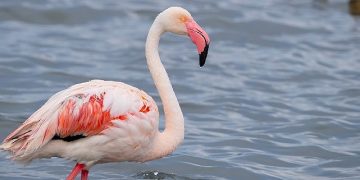 İzmit Körfezi’nde 351 flamingo kanat çırpıyor