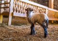 Kaçeli koyunlarının birinci yavruları Olivelo’da gözlerini açtı