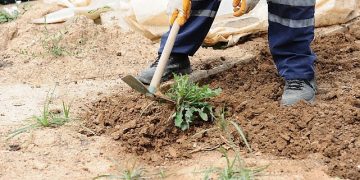 Karşıyaka’da bostanlar artıyor, kentsel tarım güçleniyor