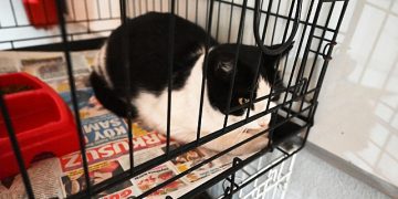 Kemer’de ocak ayında 229 hayvan kısırlaştırıldı