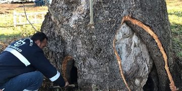 Kocaeli Büyükşehir’den 100 yıllık çınara tedavi