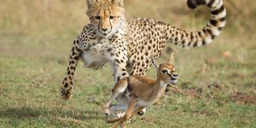 National Geographic NOW Seç-İzle Servisi Mart Ayında ‘Yırtıcılar’, ‘Yılanlar’, ‘Tehlikeli Yollar’ ve ‘Mega Mühendislik’in En Heyecanlı Kısımlarıyla Dikkat Çekiyor!