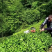 Yaş çay alım fiyatını üretici beğenmedi