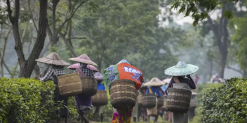 Hindistan’da hava koşulları çay üretimini vurdu