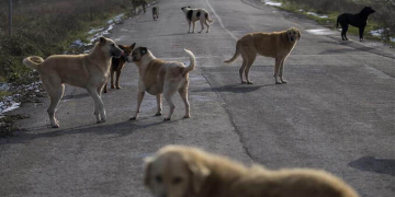 Sokak köpekleri teklifi Meclis’te! Ötenazi ve hapis cezası geliyor