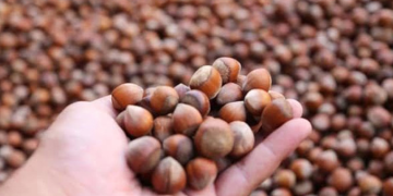 Fındık fiyatı haftaya 130 liradan başladı