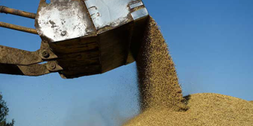 Rusya’da buğday ihracat vergisi artacak