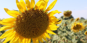 Ayçiçeği yağına 3 ayda 3 kez zam!