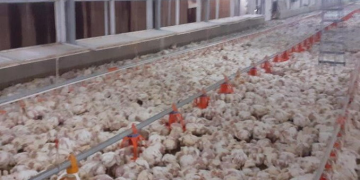 Beyaz et firmalarına ceza yağdı