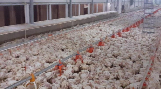 Beyaz et firmalarına ceza yağdı