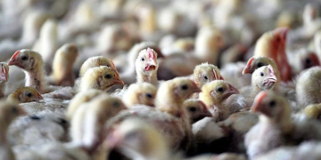 Avusturya’da kuş gribi alarmı! Ülke yüksek riskli bölge ilan edildi