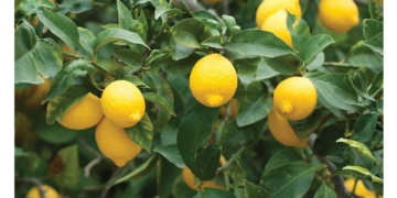 Tarladan markete fiyatlar fırladı! Limonun fiyatı yüzde 597.4 arttı