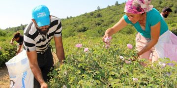 Zirai don! Isparta’nın gülleri soldu