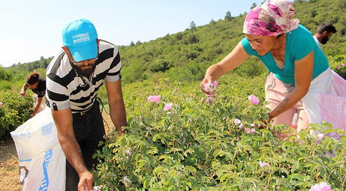 Zirai don! Isparta’nın gülleri soldu