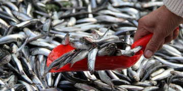 Hamsi bol geldi, yüzler güldü